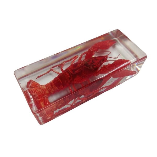 Red Crawfish in resin
