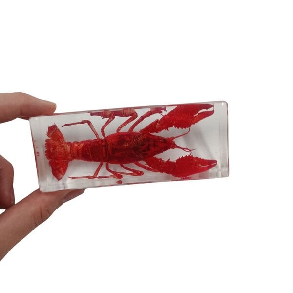 Red Crawfish in resin