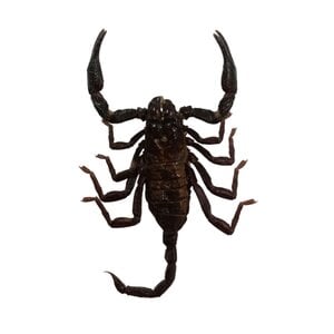 Kleine Heterometrus spinifer - zwarte bos schorpioen- ongeprepareerd