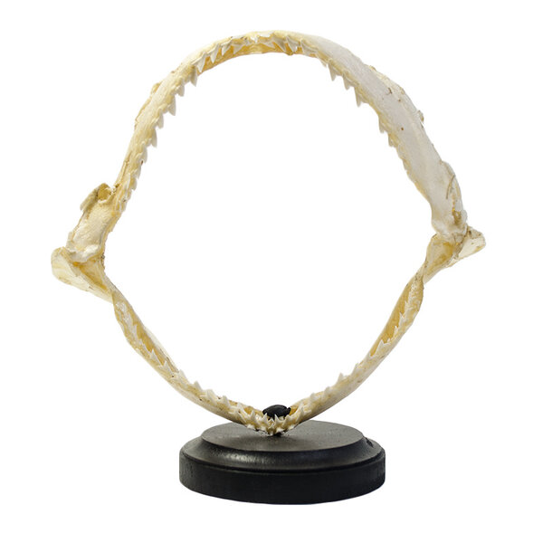 Shark jaw on pedestal (L)