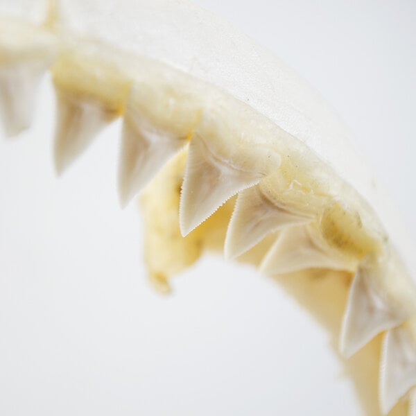 Shark jaw on pedestal (L)