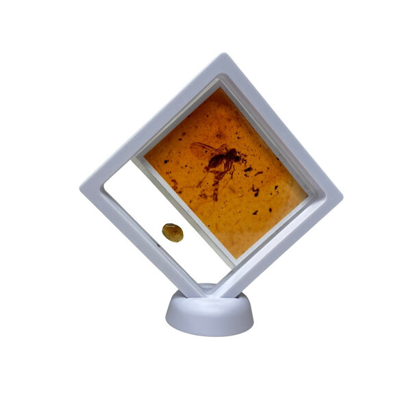 Glazen display met insect in Amber