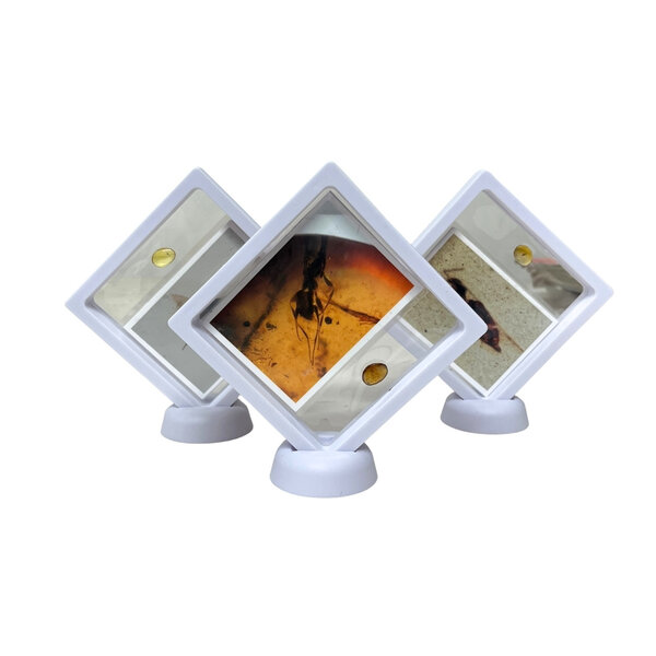 Glazen display met insect in Amber