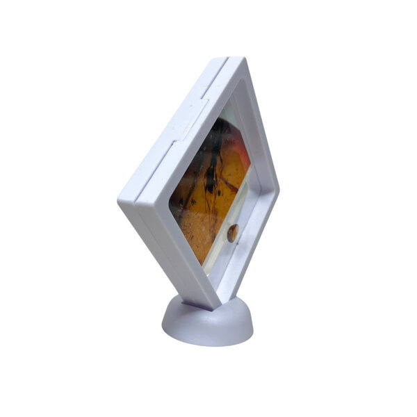 Glass display with insect in amber