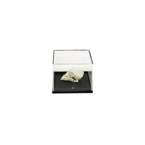 Skull bird in plastic box