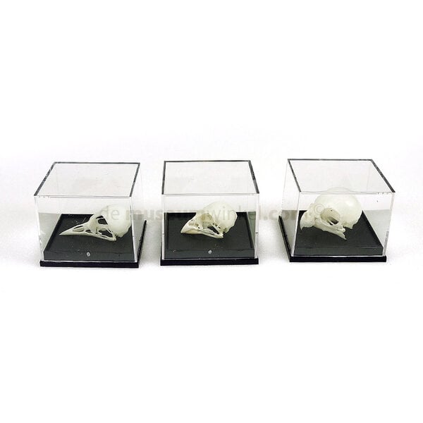 Schädel eines Vogels in Plastikbox