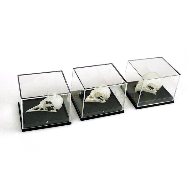 Schädel eines Vogels in Plastikbox