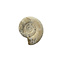 Raw Ammonite
