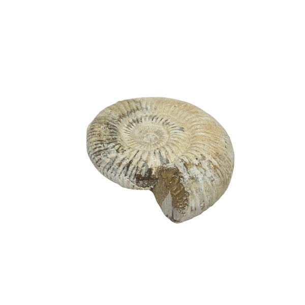 Raw Ammonite