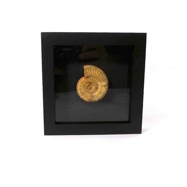 Fossil ammonite in elegant black frame (16 x 16 cm)