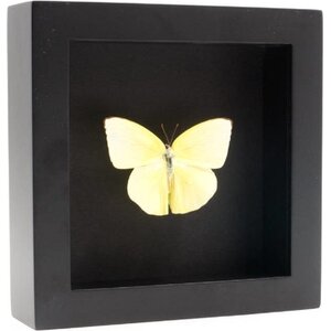 Opgezette Vlinder in Elegante Zwarte Lijst - Catopsilia Pomona