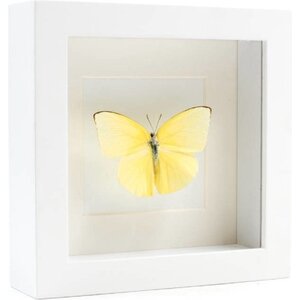 Opgezette Vlinder in Witte Lijst - Catopsilia Pomona