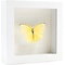 Opgezette Vlinder in Witte Lijst - Catopsilia Pomona