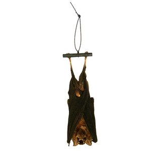 Präparierte Fledermaus hängend