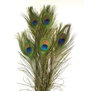 Pauwenveren  (10 stuks) 100 - 110 cm
