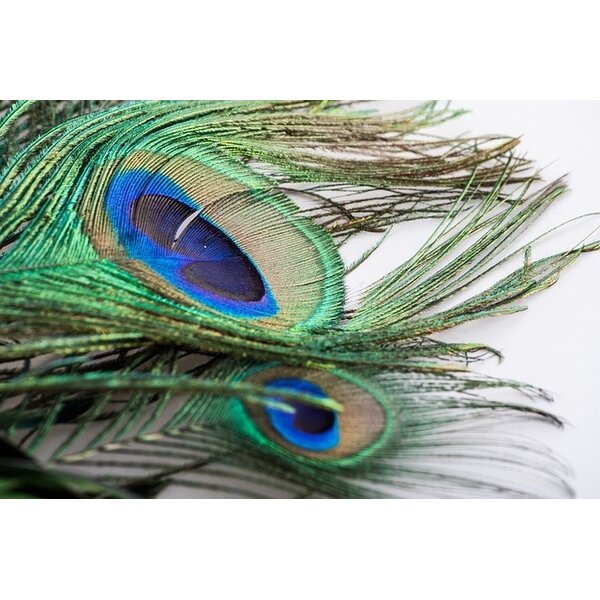 Peacock feathers (per 10 ) 100 - 110 cm