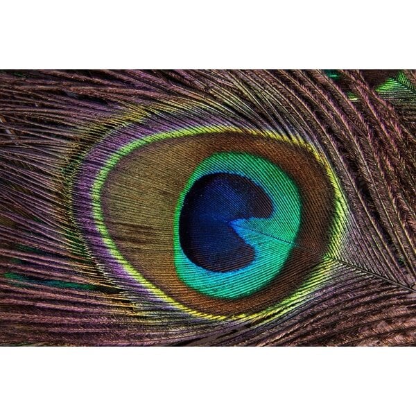 Peacock feathers (per 10 ) 100 - 110 cm