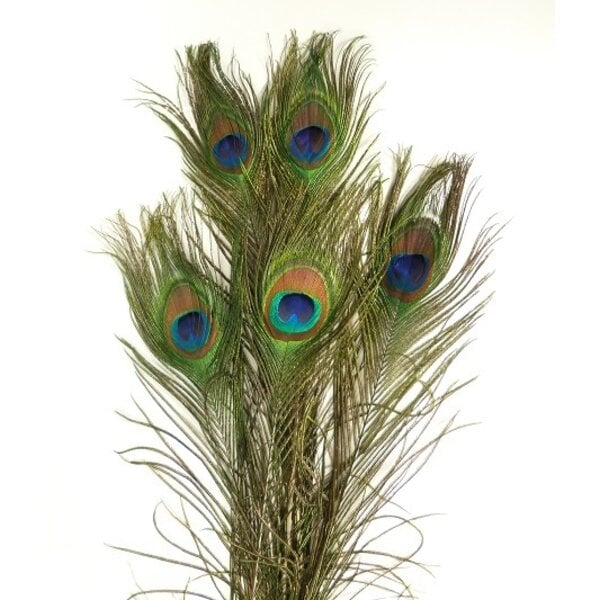 Pauwenveren  (10 stuks) 100 - 110 cm