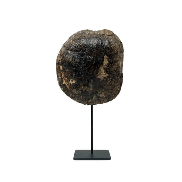 Turtle shell on base