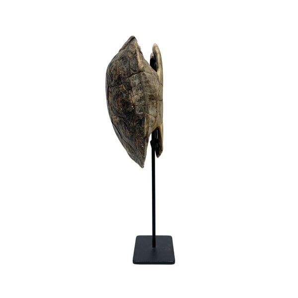 Turtle shell on base