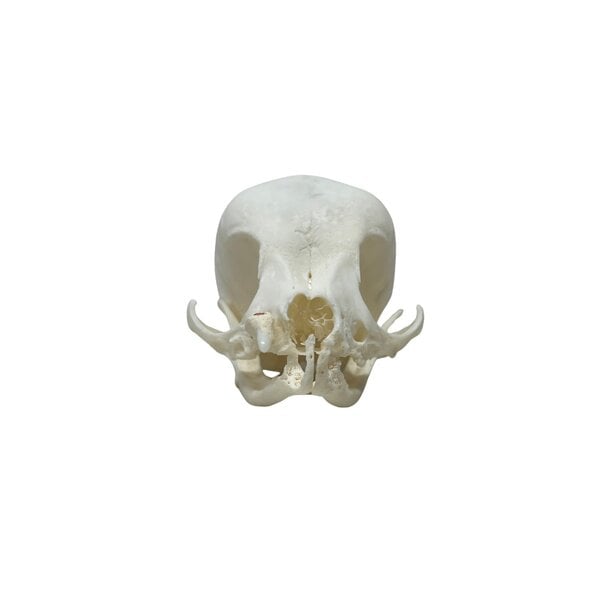 Skull of a dog (Chihuahua)