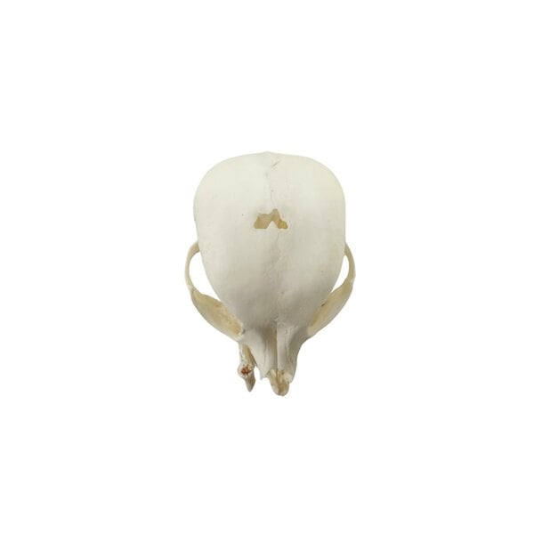 Skull of a dog (Chihuahua)