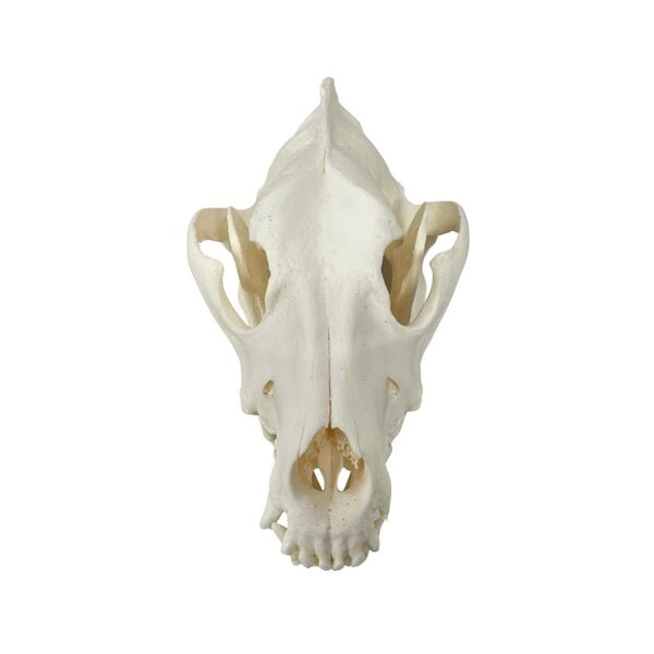 Skull dog