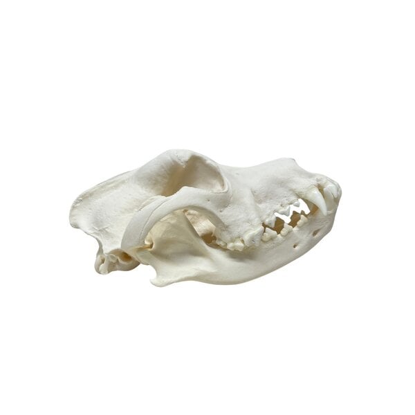 Skull dog
