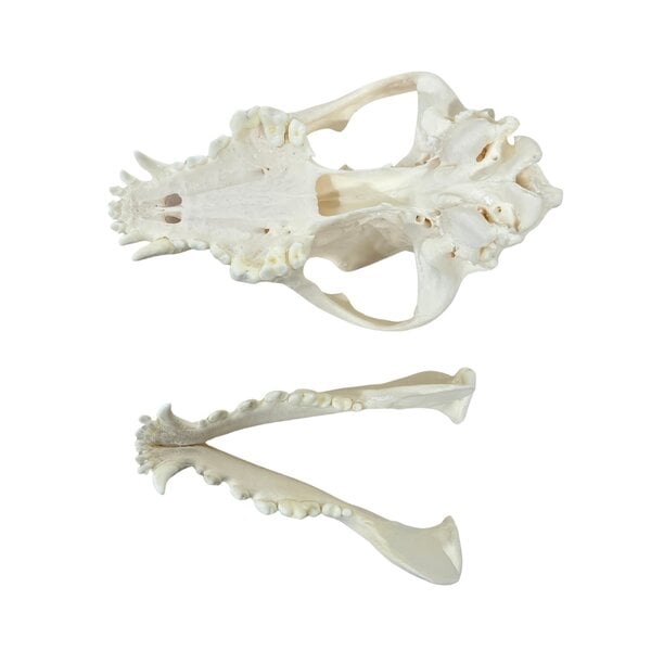 Skull dog