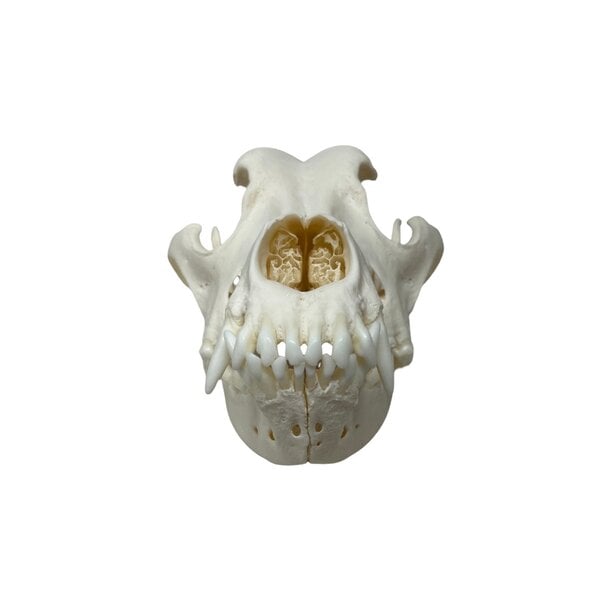 Skull dog