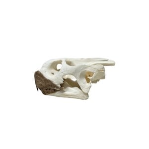 African spurred tortoise skull