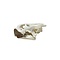 African spurred tortoise skull