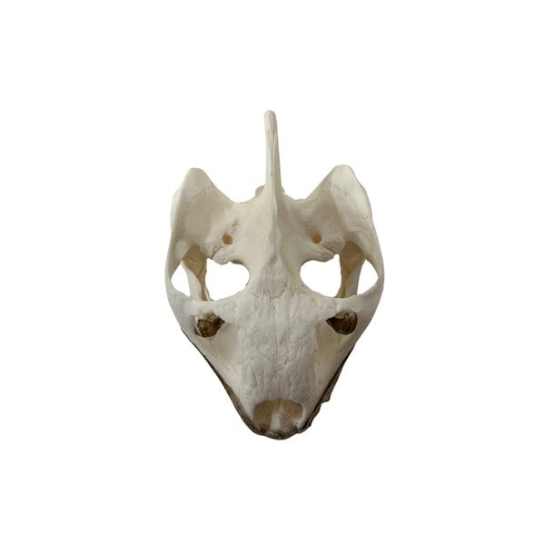 African spurred tortoise skull