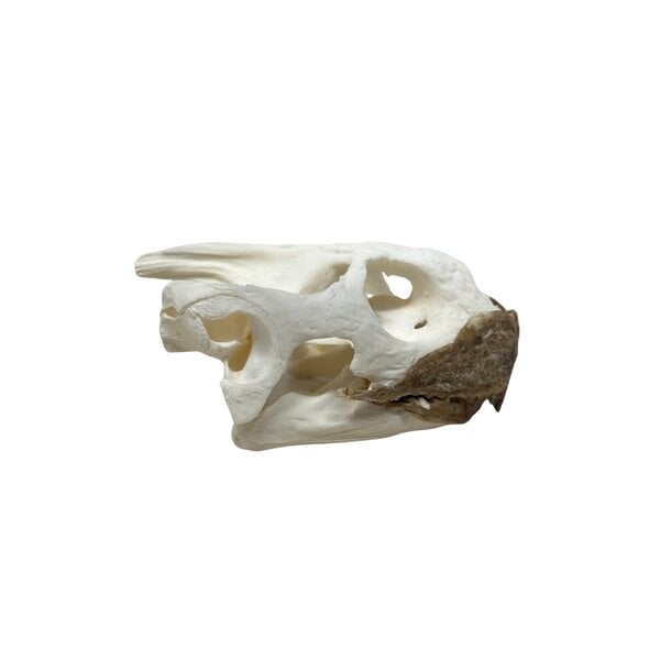 African spurred tortoise skull