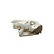 African spurred tortoise skull