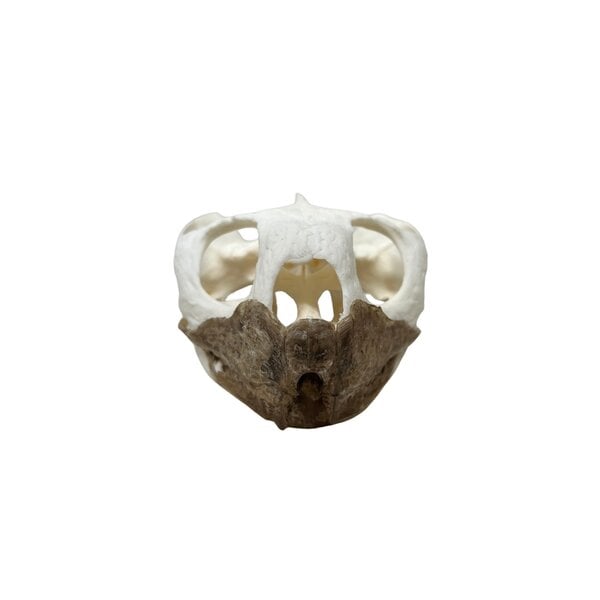 African spurred tortoise skull