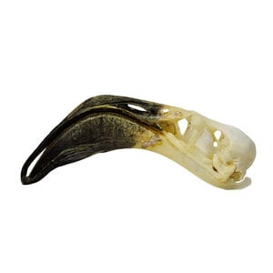 Skull flamingo