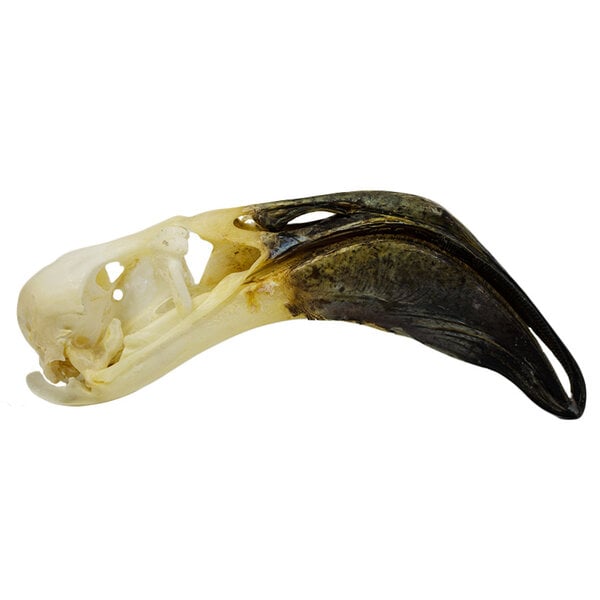 Skull flamingo