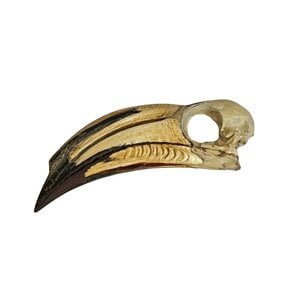 Skull Oriental Pied Hornbill