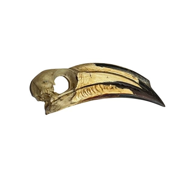 Skull Oriental Pied Hornbill