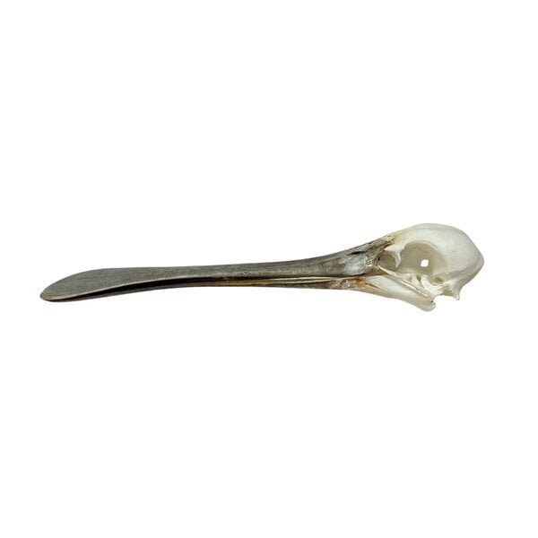 Skull Spoonbill