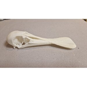 Skull Spoonbill