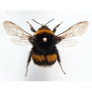 Bombus sp. - Bumblebee