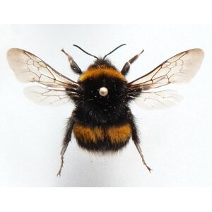 Bombus sp. - Hummel