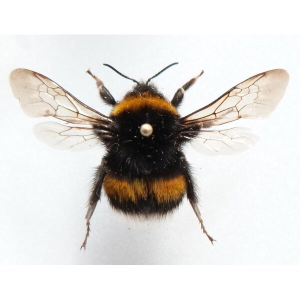 Bombus sp. - Bumblebee