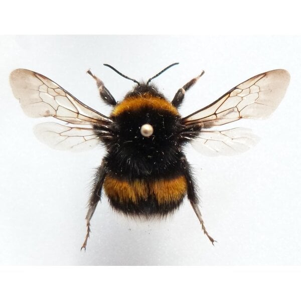Bombus sp. - Hummel