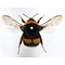 Bombus sp. - Hummel