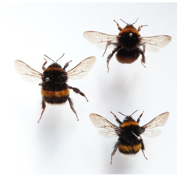 Bombus sp. - Bumblebee