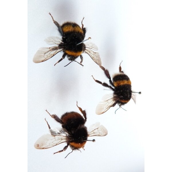 Bombus sp. - Bumblebee