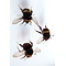 Bombus sp. - Bumblebee